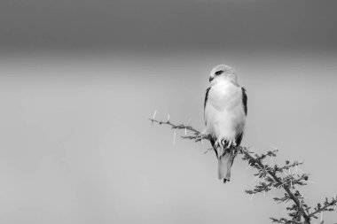 Siyah omuzlu bir uçurtma, mavi gökyüzünün altında savanadaki dikenli bir dala tünemiş. Beyaz tüyleri, sarı gagası ve ayakları var ve başını sola çeviriyor..