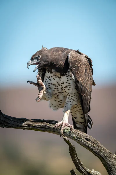Martial Eagle Scratches Claw Branch — Stock Photo, Image