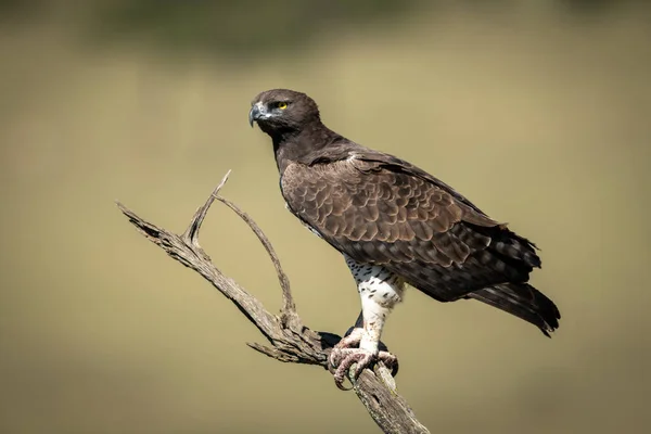 Perchoirs Aigle Martial Sur Branche Arbre Mort — Photo