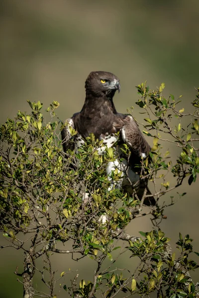 Martial Eagle Met Catchlight Groene Struik — Stockfoto