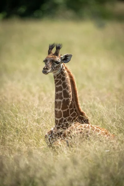 Masai Giraffa Vitello Sdraiato Erba Lunga — Foto Stock