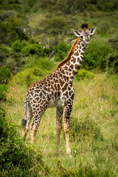 Masai Girafe Veau Tient Dans Clairière Herbeuse — Photo