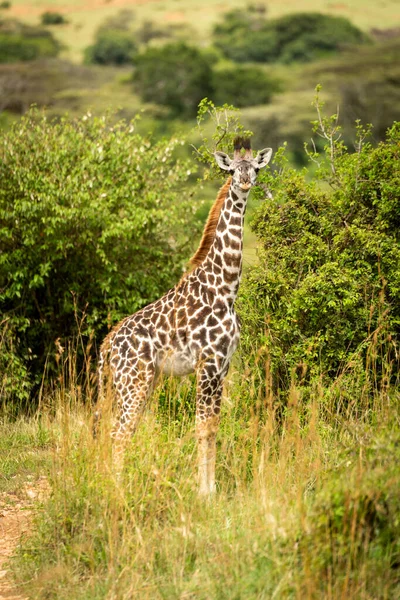 Veau Girafe Masai Tient Dans Herbe Haute — Photo