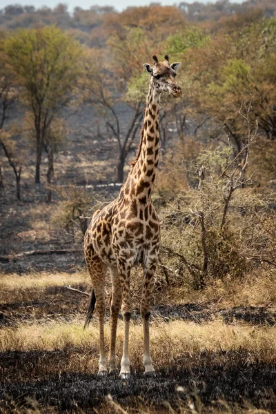 Masai Zürafası Yanmış Otlaktan Kamera Izliyor — Stok fotoğraf