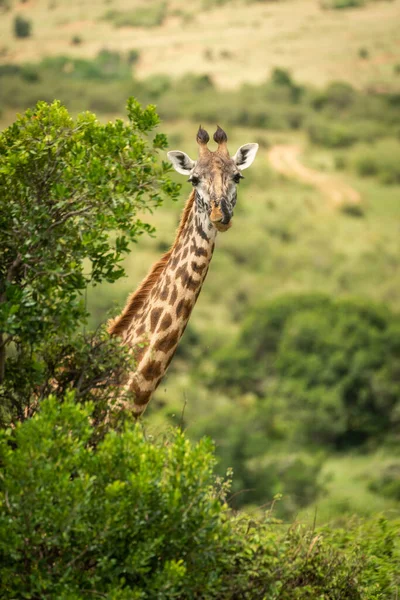 Masai Zsiráf Kibújik Bokrokból — Stock Fotó