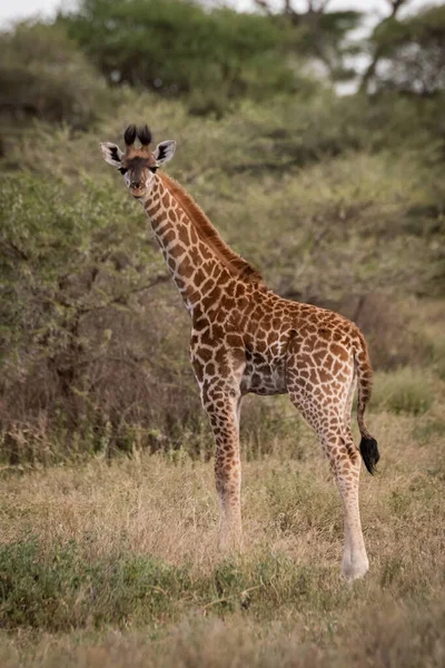 Masai Giraffa Sta Erba Macchina Fotografica — Foto Stock