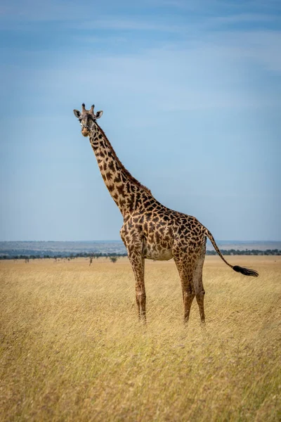 Жираф Масаи Стоит Лугу Держа Хвост — стоковое фото