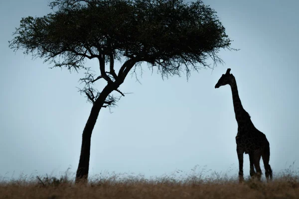 Masai Giraffa Sta Silhouette Sotto Albero — Foto Stock