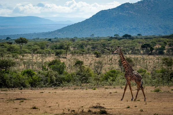 Masai Καμηλοπάρδαλη Βόλτες Στη Σαβάνα Κοντά Στους Λόφους — Φωτογραφία Αρχείου