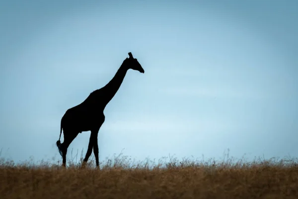 Masai Giraffa Cammina Silhouette All Orizzonte — Foto Stock