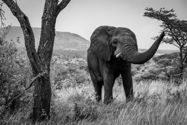 モノアフリカのブッシュ象は彼のトランクを持ち上げる — ストック写真