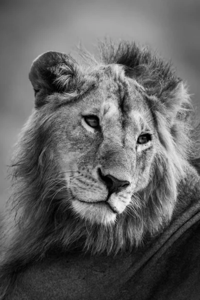 Моно Крупный План Поворачивающей Головы Льва Самца — стоковое фото