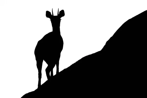 Mono Klipspringer Stands Rock Facing Camera — Stock Photo, Image