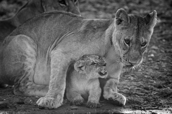 Mono Cucciolo Con Leonessa Pozzo Acqua — Foto Stock