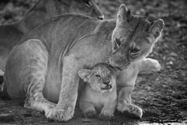 Mono Leoa Nuzzling Filhote Buraco Água — Fotografia de Stock