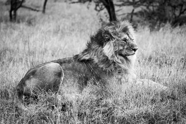 Mono Maschio Leone Trova Erba Lunga — Foto Stock