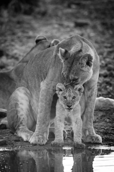 Mono Lioness Nuzzling Cub Water Hole — Stock Photo, Image