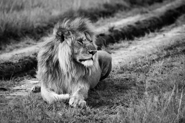 Lion Mâle Mono Trouve Sur Piste Terre — Photo