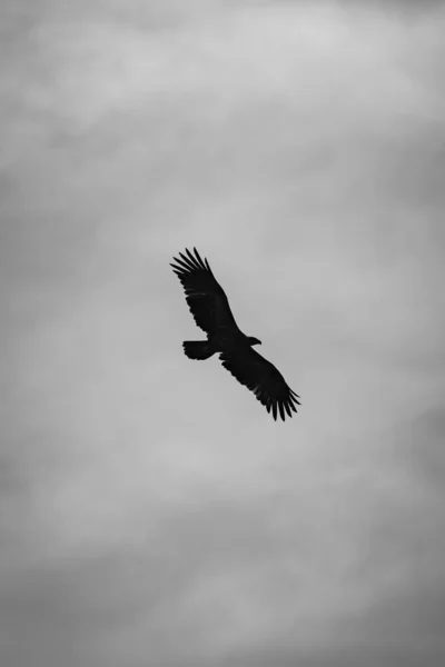 Bulutlu Gökyüzünde Uçan Tawny Eagle — Stok fotoğraf