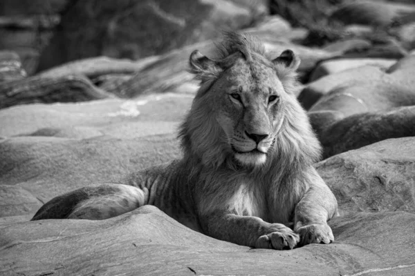 Mono Junge Männliche Löwe Liegt Auf Felsen — Stockfoto