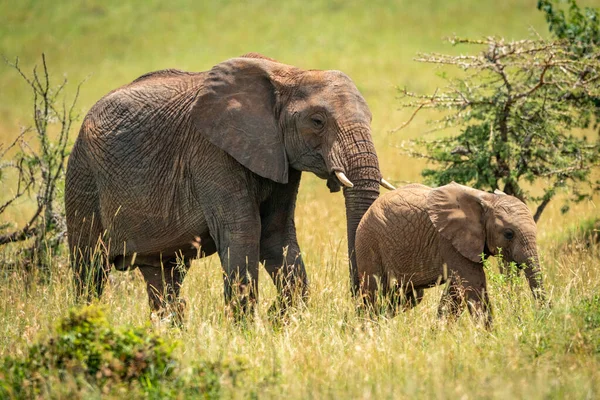 Μητέρα Και Μωρό Αφρικανικό Ελέφαντα Μεταξύ Αγκάθια — Φωτογραφία Αρχείου