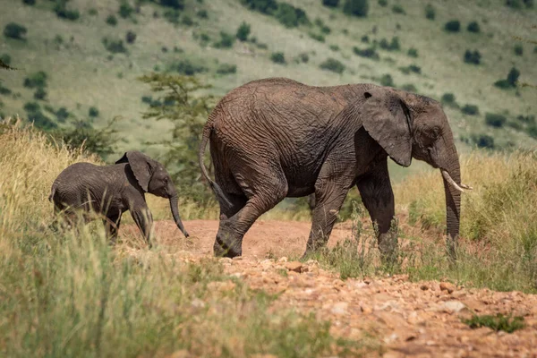 Madre Elefante Ternera Cruzan Pista Rocosa — Foto de Stock