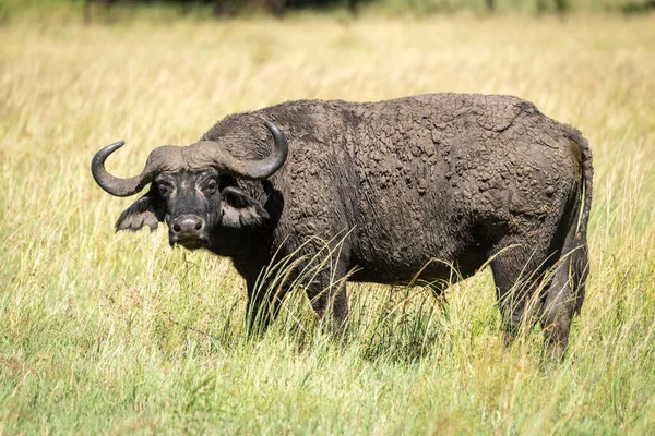 Buffle Cap Boueux Tient Dans Herbe Haute — Photo