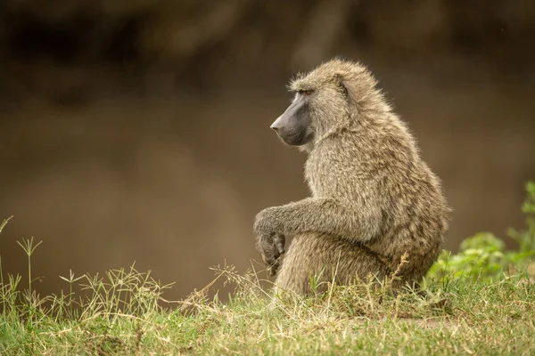 Olive Baboon Sits Grass River — Stock Photo, Image