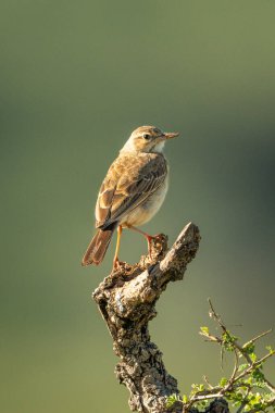 Bokeh arkaplanlı kütük üzerinde tıkırdayan cisticola