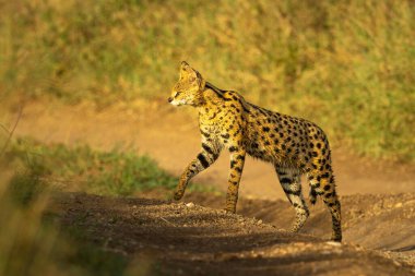 Serval patisini kaldırarak toprak yoldan geçiyor