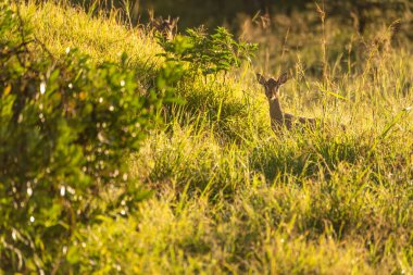Arka plandaki Kirk dik-dik 'in silueti.