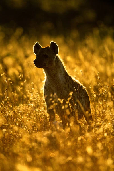 Rimlit Repéré Hyène Trouve Dans Herbe Longue — Photo