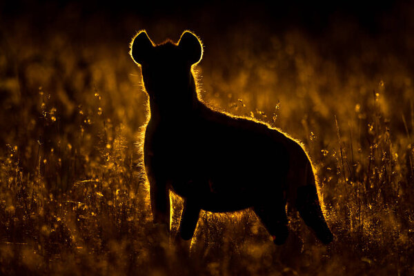 Rimlit spotted hyena stands in long grass