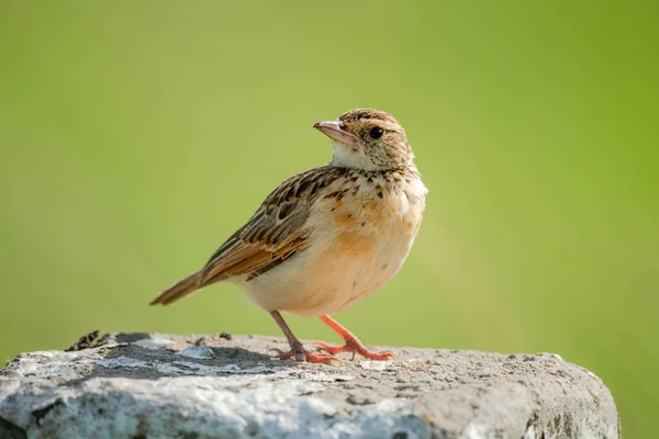 Rufous Naped Skowronek Post Zielonym Tle — Zdjęcie stockowe