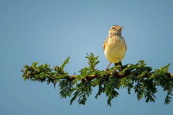 Rufous Naped Lærke Siddepinde Grønne Solbeskinnede Gren - Stock-foto