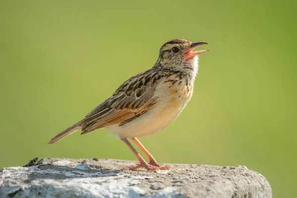 Skowronek Rufous Śpiewa Słupku Skierowanym Prawo — Zdjęcie stockowe