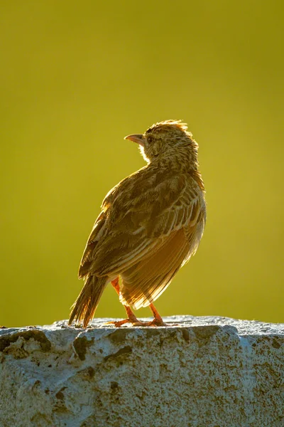 Rufous Naped Skowronek Stoi Podświetlony Białym Słupku — Zdjęcie stockowe