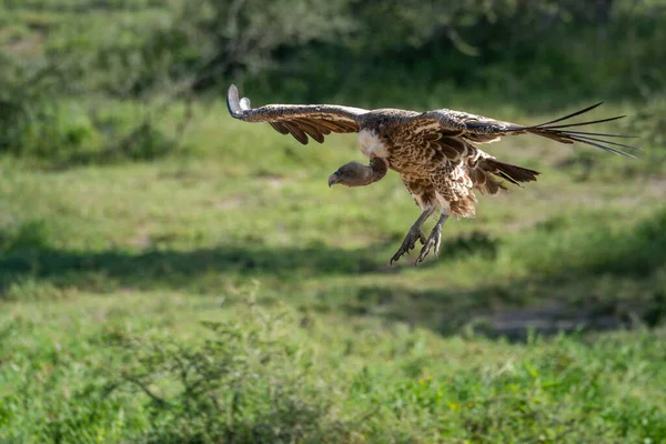 Ruppell Griffon Vulture Glides Grass Clearing — Stock Photo, Image