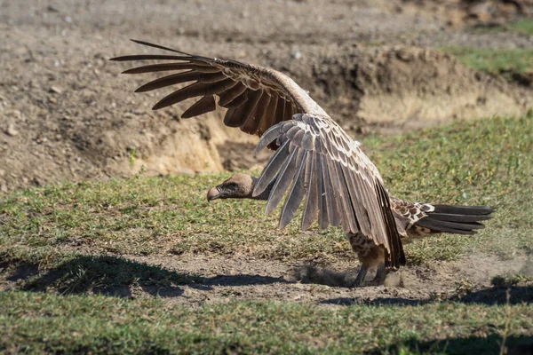 Ruppell狮鹫带着展翅着陆 — 图库照片