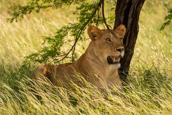 Yaralı Dişi Aslan Ağacın Altında Çimenlerde Yatıyor — Stok fotoğraf