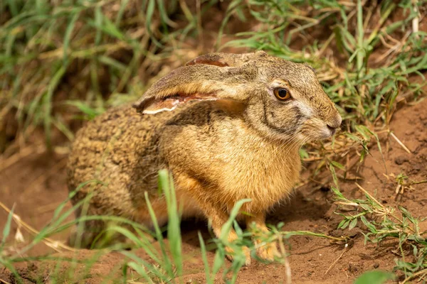 Scrub Hare Sits Grass Watching Camera — Stock Photo, Image