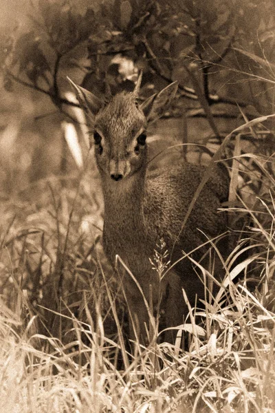 Sepia Dik Dik Umrahmt Von Gras Und Gebüsch — Stockfoto