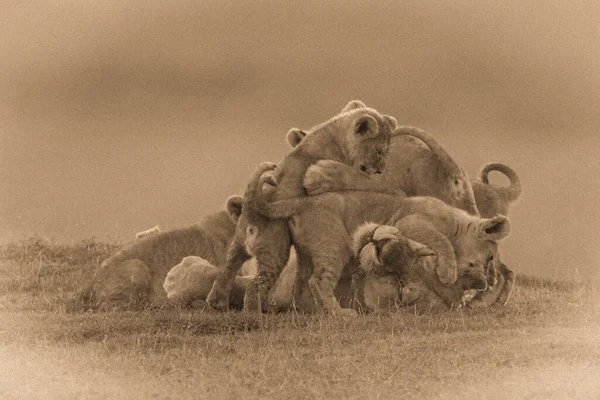 Sepia Lioness Covered Cubs Savannah — Stock Photo, Image