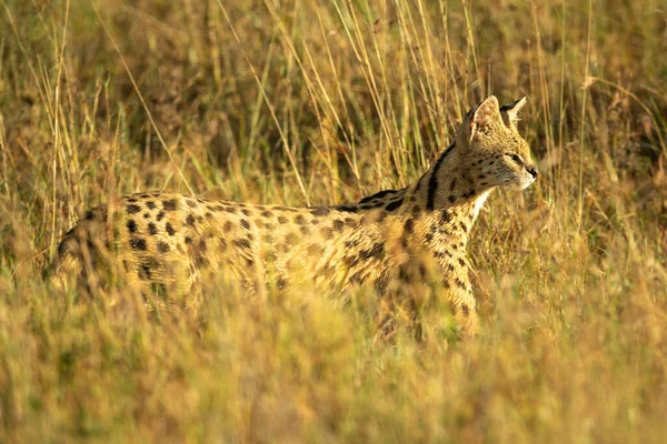 Serval Sluipt Door Lang Gras Zon — Stockfoto