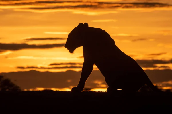 Silhouette Der Löwin Beim Aufstehen Bei Sonnenaufgang — Stockfoto