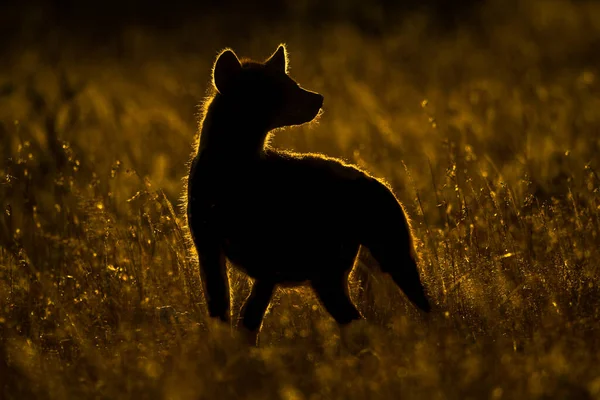 Siluet Dari Hyena Bintik Berdiri Rumput — Stok Foto