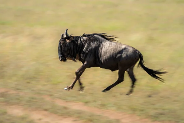 Padella Lenta Gnu Azzurro Che Attraversano Praterie — Foto Stock