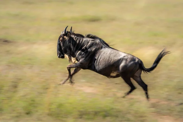 Padella Lenta Gnu Blu Sotto Sole — Foto Stock