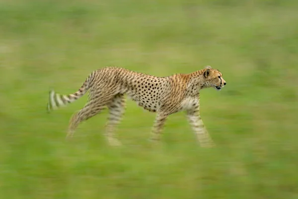 Slow Pan Cheetah Grassy Plain — Stock Photo, Image
