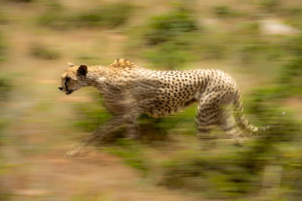 Panela Lenta Chita Fêmea Atravessando Savana — Fotografia de Stock